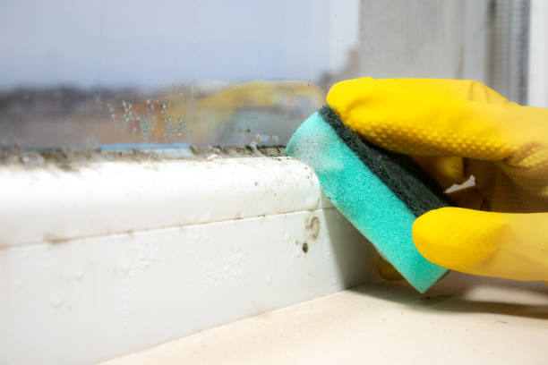 Best Residential Mold Removal  in Sandy Valley, NV