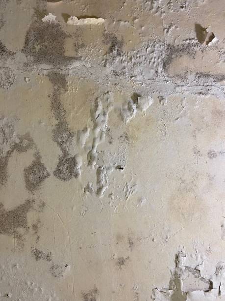 Best Mold Testing  in Sandy Valley, NV