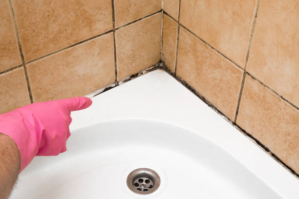Best Commercial Mold Removal  in Sandy Valley, NV