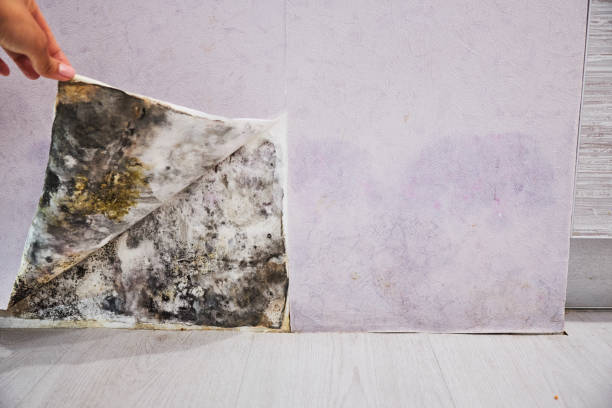 Best Fast Mold Removal  in Sandy Valley, NV